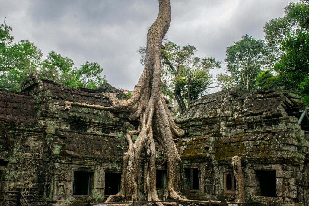 Giant tree roots enveloping the ruins of Ta Prohm temple, Angkor