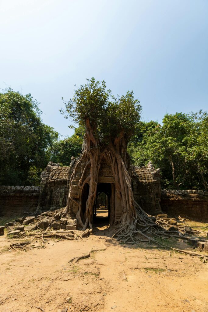 Ta Som’s east gate with strangler fig tree wrapping the tower, Angkor